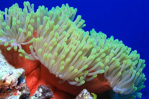 Fascinating Sea Anemone Facts - American Oceans