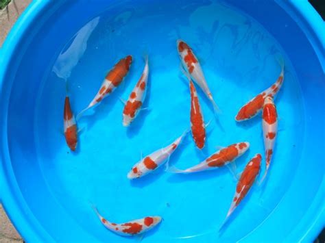 koi fish breeding : Biological Science Picture Directory – Pulpbits.net