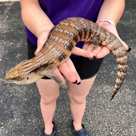 Richard Allen on Instagram: “Big gorgeous female northern blue tongue skink at Reptile Rapture ...