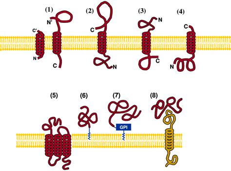 Types Of Membrane Proteins