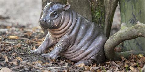 Rare Pygmy Hippo Named Olivia Born In Swedish Zoo | HuffPost