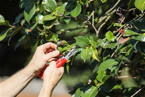 When and How to Prune Camellias - LiveHealthNews