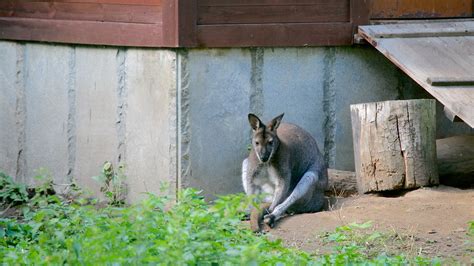 Moscow Zoo in Moscow, | Expedia