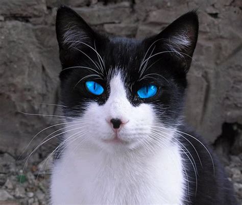 There I am! =^.~= black white cat - Google Search | Cat with blue eyes, White cats, Cute cats