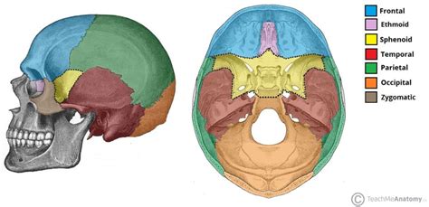 Sphenoid Bone - Location - Structure - Function - TeachMeAnatomy