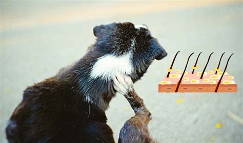 Dog Dandruff: 6 Different Causes, Prevention and Treatment of Each One