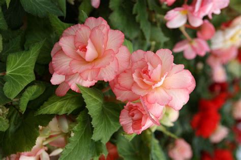 Gardening 101: Tuberous Begonias - Gardenista