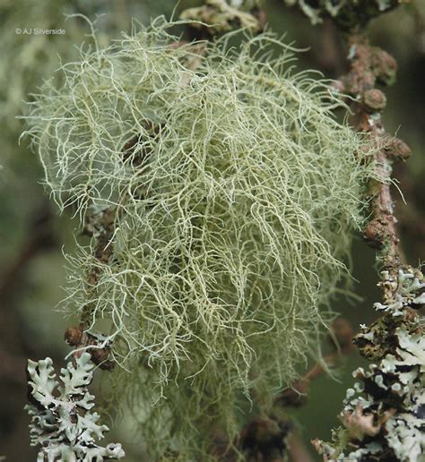 Usnea Lichen | Bulk Herbs | Medicinal Herbs & Their Uses