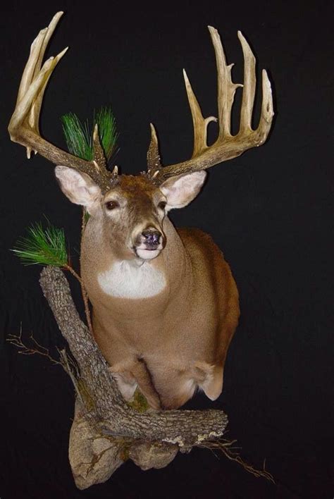 7 Interesting Deer Head Mounts - AllOutdoor.com