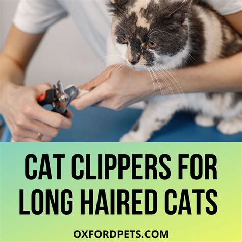 Best Cat Clippers for Long Haired Cats in 2022 - Oxford Pets