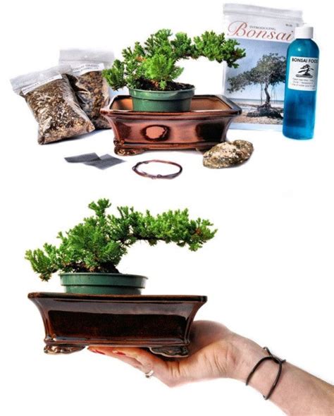 Bonsai - Create Your Own Bonsai Tree | Zen Garden Bonsai – Zen Garden ...