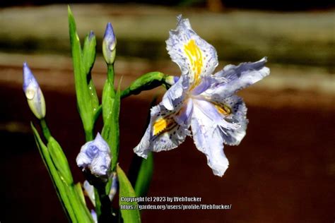 Species Iris (Iris japonica) in the Irises Database - Garden.org