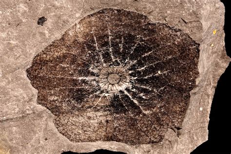 Show Us Your Fossil Flowers! - General Fossil Discussion - The Fossil Forum