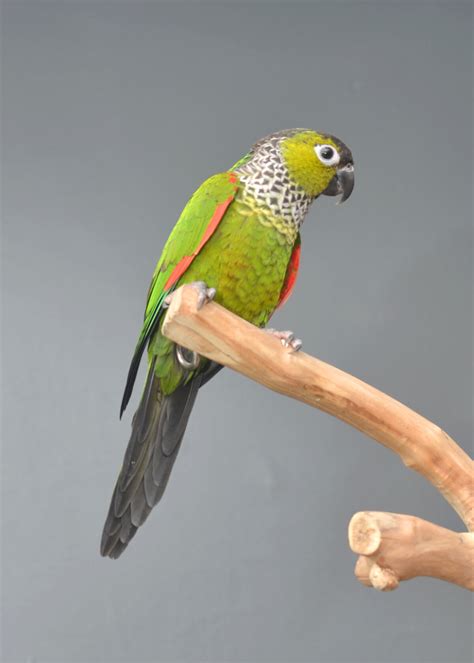 Black-capped conure parrot