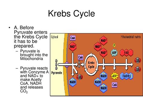 PPT - Cell Respiration PowerPoint Presentation, free download - ID:3563771