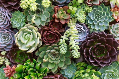 What You Need to Know Before You Even Think of Growing Succulents ...