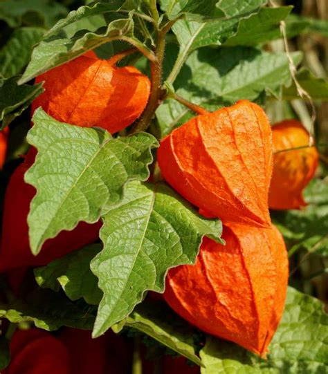 Physalis - tips on growing, care and harvest for the winter groundcherry