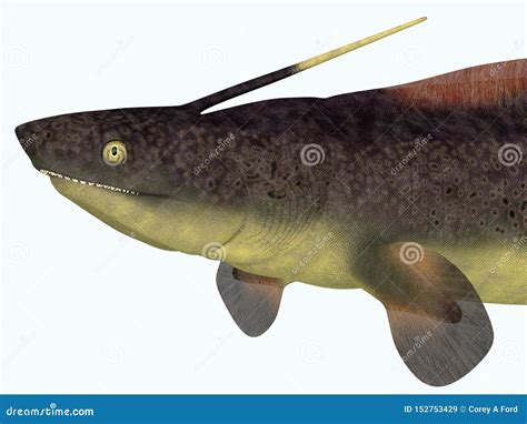 Xenacanthus Shark Tail Stock Image | CartoonDealer.com #152753221