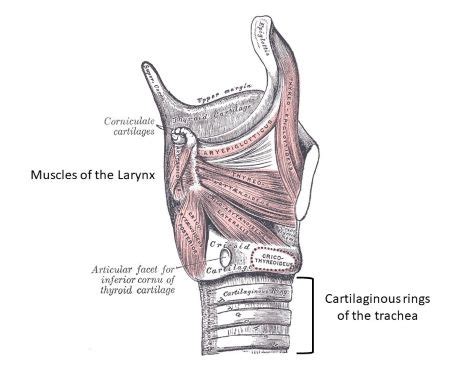 True or False: The trachea has approximately 15-20 C shaped cartilage ...