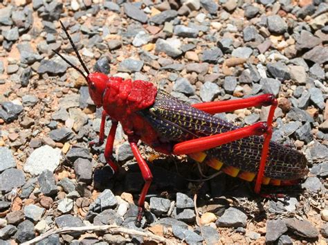 CalPhotos: Phymateus sp.; Red Grasshopper | Grasshopper, Locust, Cricket insect