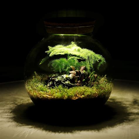 Mini Ecosystem - Tropical Biodome - Plants in Glass Pot - vdvelde.com