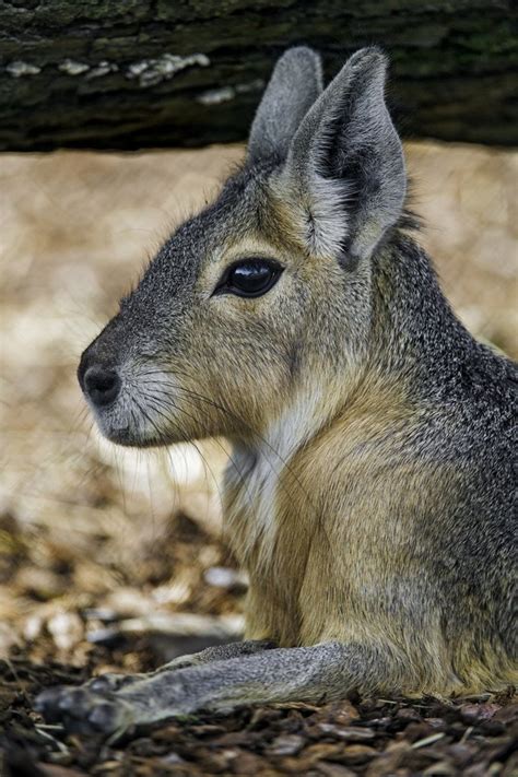 How to Care for Maras as Pets - PetHelpful