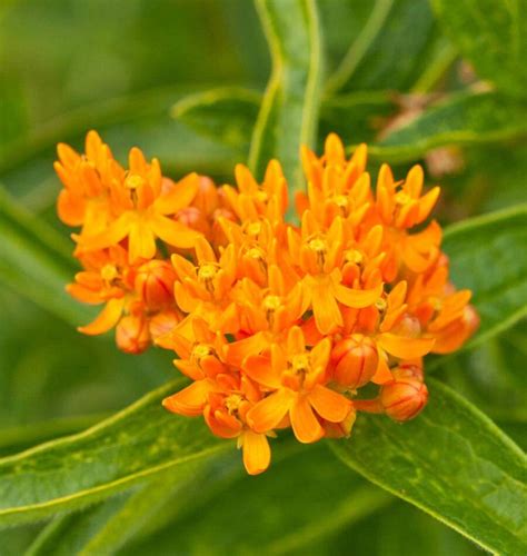 Butterfly Bush Milkweed Seeds – West Coast Seeds