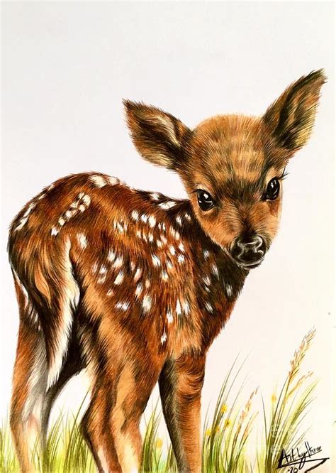 Bambi Drawing by Art By Three Sarah Rebekah Rachel White - Fine Art America