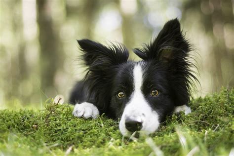 Border Collie Wallpapers - Top Free Border Collie Backgrounds - WallpaperAccess