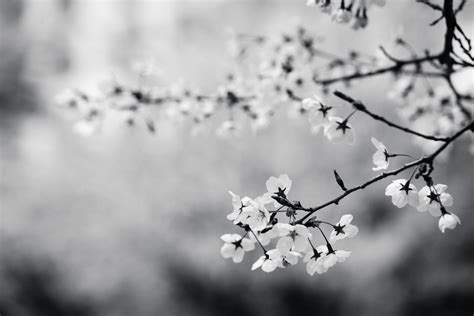 Free stock photo of black-and-white, branch, cherry blossom