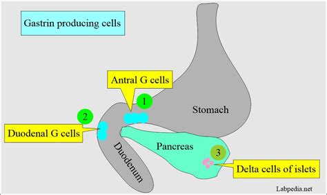 Gastrin Level, Zollinger-Ellison Syndrome - Labpedia.net