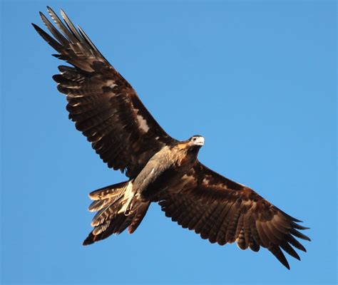 Richard Waring's Birds of Australia: Another Wedge-tailed Eagle ...