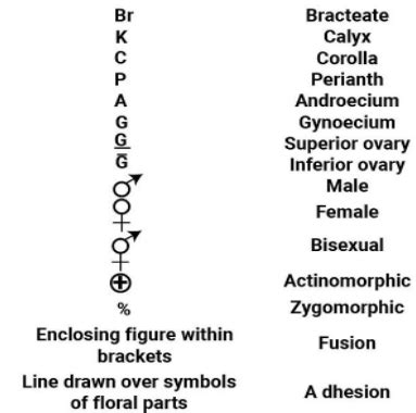 Calyx in floral formula is represented by