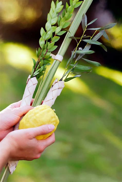 Lulav and Etrog — Mitzvahland.com