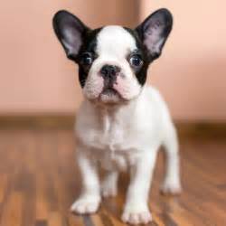 black and white french bulldog puppy | Cute Animals | Pinterest