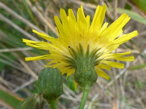 Photographs of Sonchus Arvensis, UK Wildflowers; Phyllaries