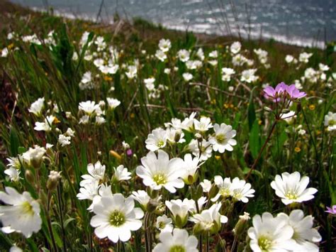 Field chickweed – cerastium arvense — North Cascades Institute