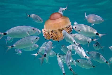 Sea bream eating jellyfish, Croatia – Ally McDowell