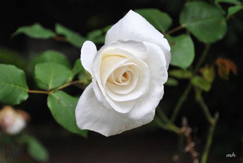 Những hình ảnh hoa hồng trắng đẹp nhất - Since 2006 | Volgaplastic