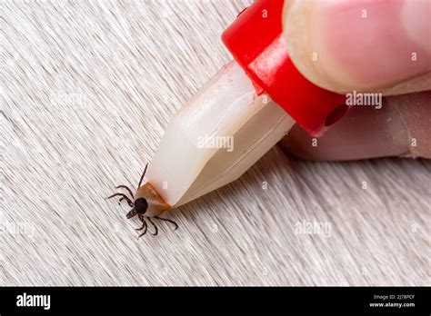 Removing a tick from a dog. A tick in parasite removal tongs in close-up. Danger to animals ...