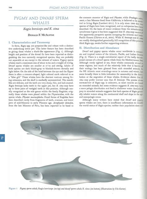 (PDF) Pygmy & Dwarf Sperm Whales , Kogia brevicepes and K. sima