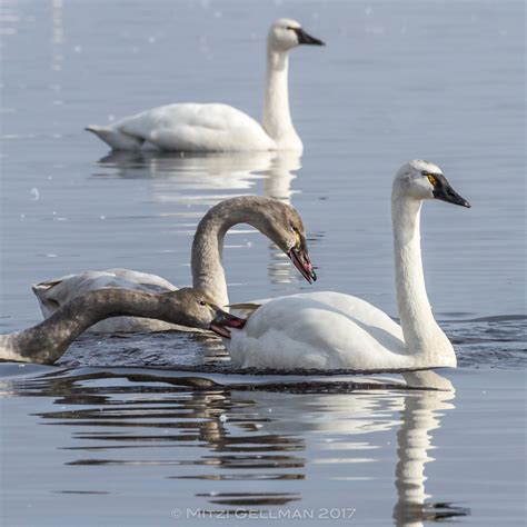 Tundra Swan | Audubon Field Guide