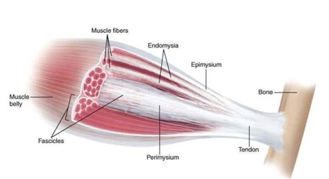 Fascia pain – the role of fascia in pain, pain relief, re-wiring the ...