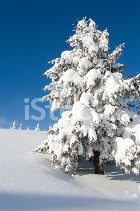 Fir Tree With Snow Stock Photo | Royalty-Free | FreeImages