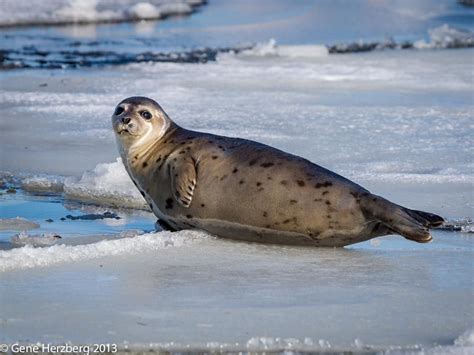 Harp Seal - Facts, Diet, Habitat & Pictures on Animalia.bio | Harp seal ...