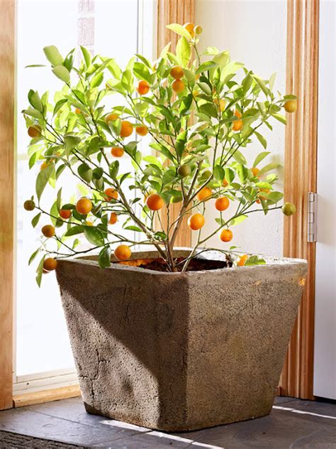 How to Grow Kumquat, Easy Tips for Growing and Harvesting Kumquat ...