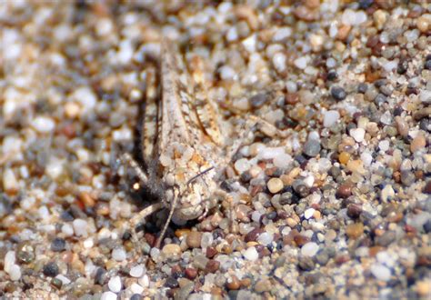 Conheça alguns insetos que são mestres da camuflagem | Natureza Bela