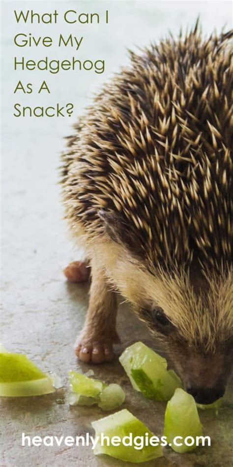 The Best Hedgehog Food List - Heavenly Hedgies