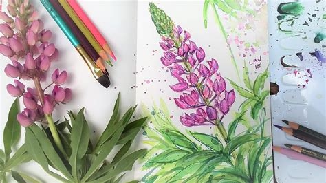 Lupine Flower Sketchbook Sunday - YouTube