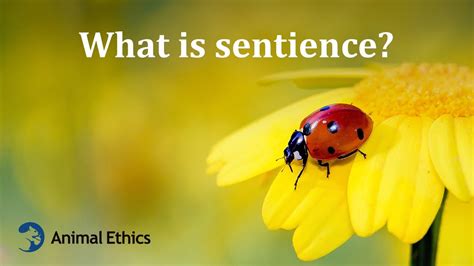 What'S The Difference Between Sentient And Sapient? All Answers - Ecurrencythailand.com